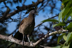 DPPhotography - Costa rica - Gray-headed chacalaca - D