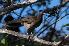 DPPhotography - Costa rica - Gray-headed chacalaca - E
