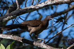DPPhotography - Costa rica - Gray-headed chacalaca - F