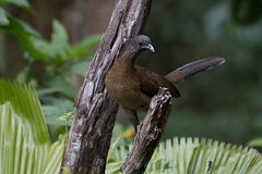 DPPhotography - Costa rica - Gray-headed chacalaca - G