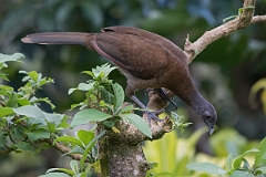 DPPhotography - Costa rica - Gray-headed chacalaca - H