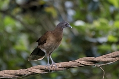 DPPhotography - Costa rica - Gray-headed chacalaca - I