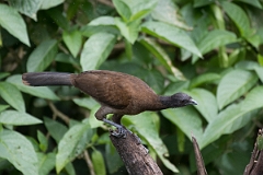 DPPhotography - Costa rica - Gray-headed chacalaca - J