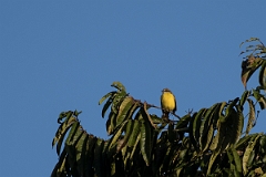 DPPhotography - Costa rica - Gray-headed flycatcher - A