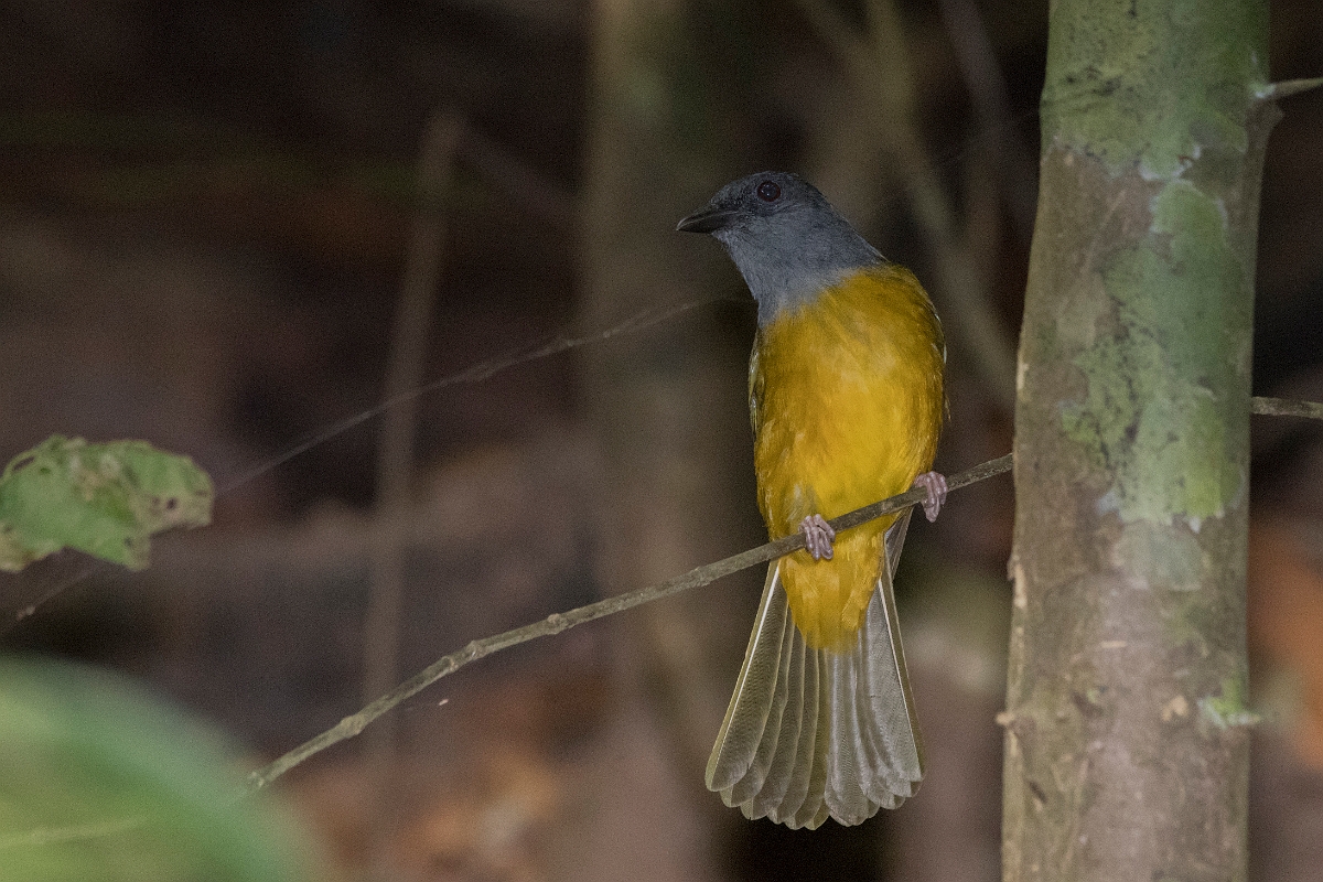 DPPhotography - Costa rica - Gray-headed tanager - B.jpg - Grey-headed tanager - El Remanso, Costa Rica