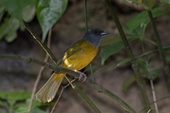 DPPhotography - Costa rica - Gray-headed tanager - A
