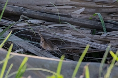 DPPhotography - Costa rica - House wren - B