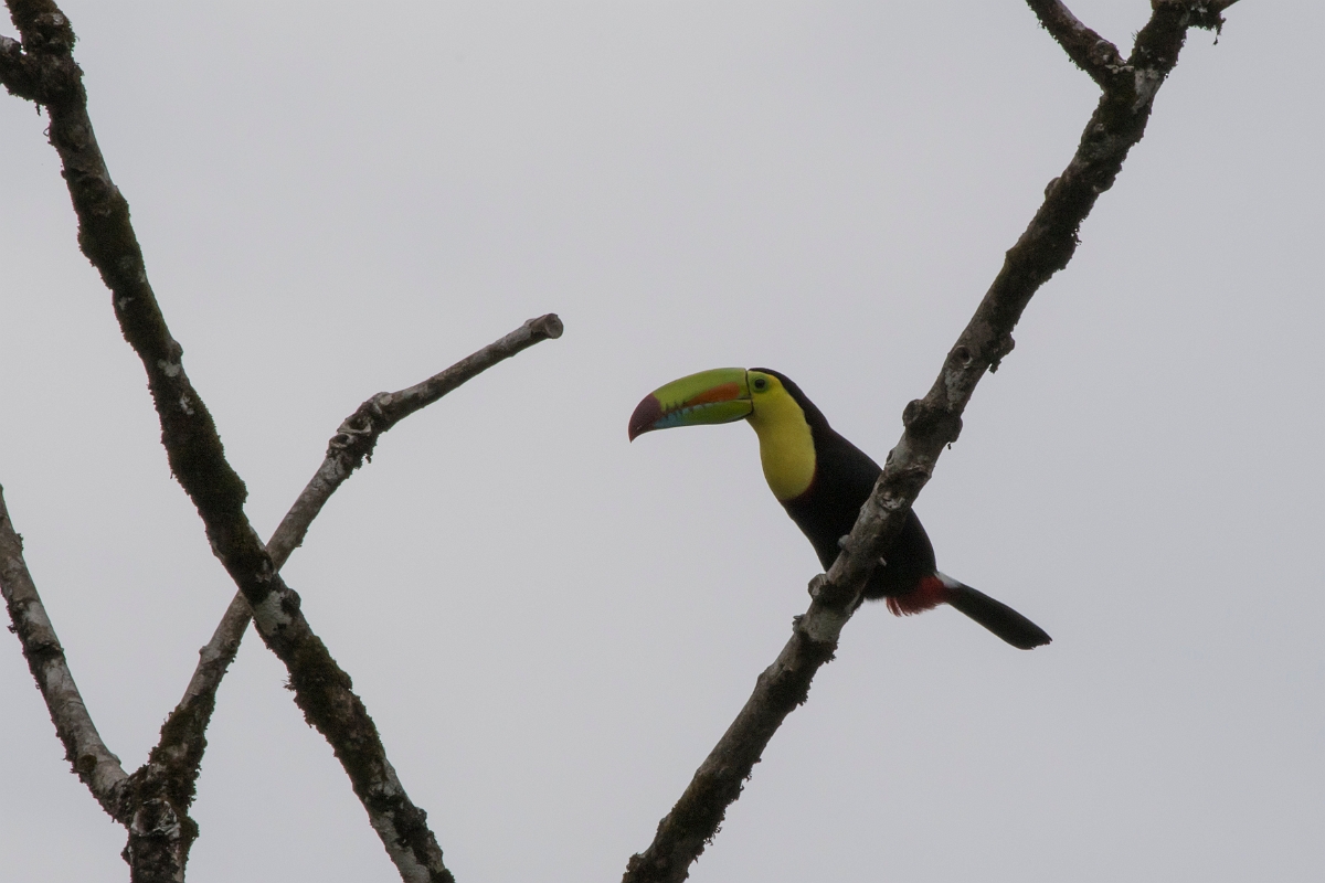 DPPhotography - Costa rica - Keel-billed toucan - C.jpg - Keel-billed toucan - Rancho Naturalista, Costa Rica