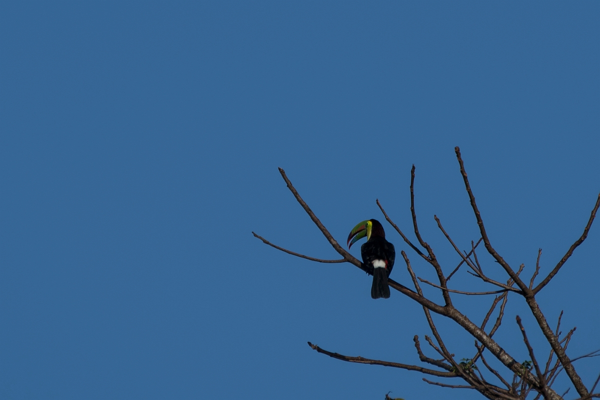 DPPhotography - Costa rica - Keel-billed toucan - D.jpg - Keel-billed toucan - Tortuguero, Costa Rica