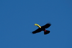 DPPhotography - Costa rica - Keel-billed toucan - B