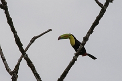 DPPhotography - Costa rica - Keel-billed toucan - C