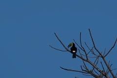 DPPhotography - Costa rica - Keel-billed toucan - D