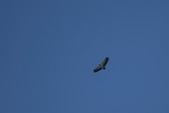 DPPhotography - Costa rica - King vulture - A