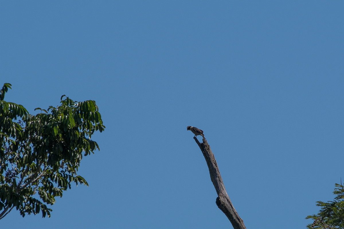 DPPhotography - Costa rica - Laughing falcon - A.jpg - Laughing falcon - Tortuguero, Costa Rica