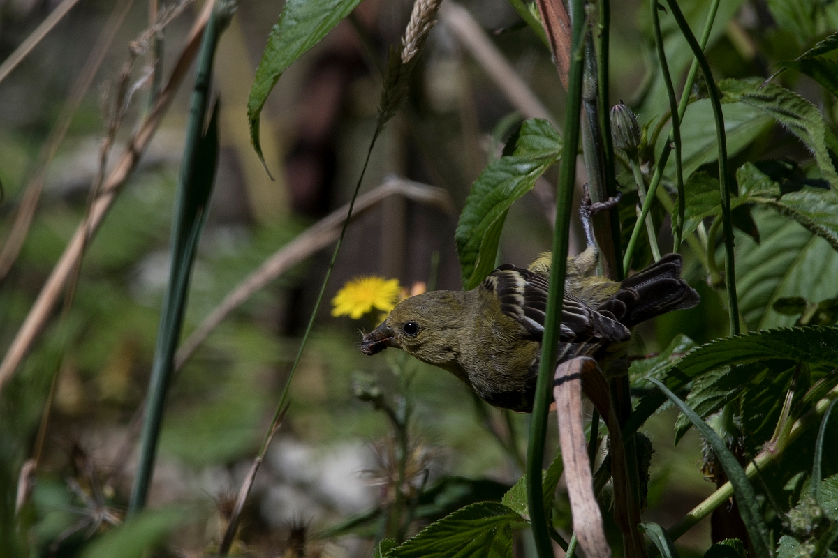 DPPhotography - Costa rica - Lesser goldfinch - C.jpg - Lesser goldfinch - San Gerardo de Dota, Costa Rica