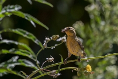 DPPhotography - Costa rica - Lesser goldfinch - B