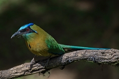 DPPhotography - Costa rica - Lesson's motmot - B