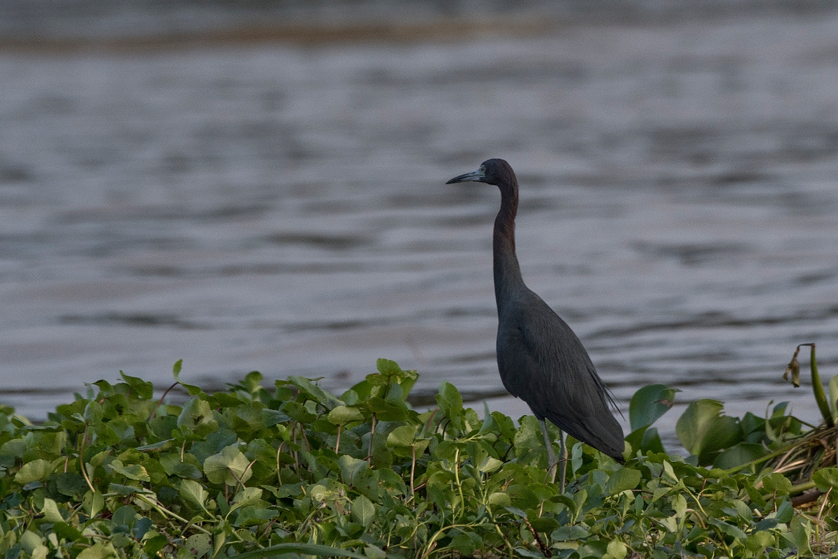 DPPhotography - Costa rica - Little blue heron - A.jpg - Little blue heron - Tortuguero, Costa Rica