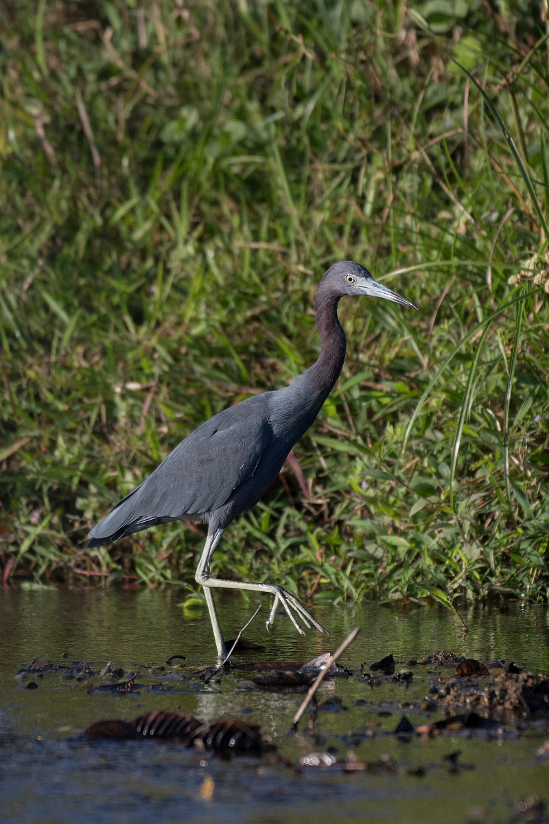 DPPhotography - Costa rica - Little blue heron - B.jpg - Little blue heron - Osa peninsula, Costa Rica