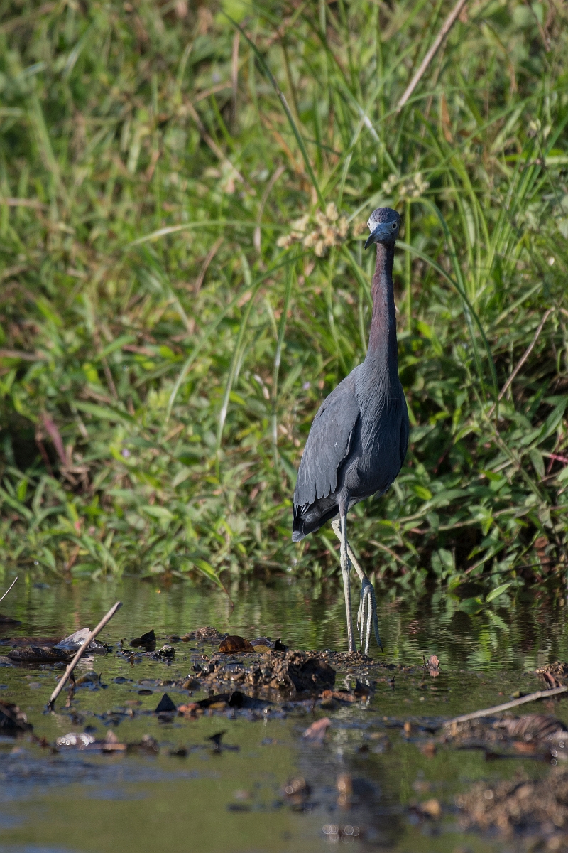 DPPhotography - Costa rica - Little blue heron - C.jpg - Little blue heron - Osa peninsula, Costa Rica
