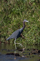 DPPhotography - Costa rica - Little blue heron - B