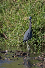 DPPhotography - Costa rica - Little blue heron - C