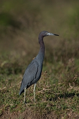 DPPhotography - Costa rica - Little blue heron - D