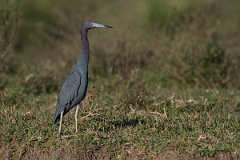 DPPhotography - Costa rica - Little blue heron - E