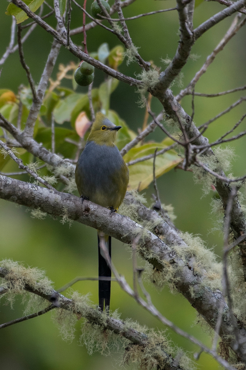 DPPhotography - Costa rica - Long-tailed silky-flycatcher - D.jpg - Long-tailed sliky-flycatcher - San Gerardo de Dota, Costa Rica