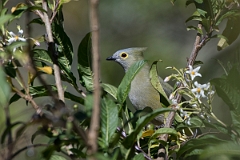 DPPhotography - Costa rica - Long-tailed silky-flycatcher - A