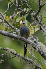 DPPhotography - Costa rica - Long-tailed silky-flycatcher - C
