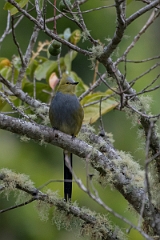 DPPhotography - Costa rica - Long-tailed silky-flycatcher - D