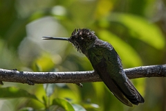 DPPhotography - Costa rica - Magnificent hummingbird - A