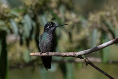 DPPhotography - Costa rica - Magnificent hummingbird - C