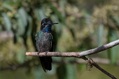 DPPhotography - Costa rica - Magnificent hummingbird - D