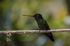 DPPhotography - Costa rica - Magnificent hummingbird - E