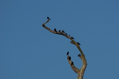 DPPhotography - Costa rica - Mangrove swallow - A