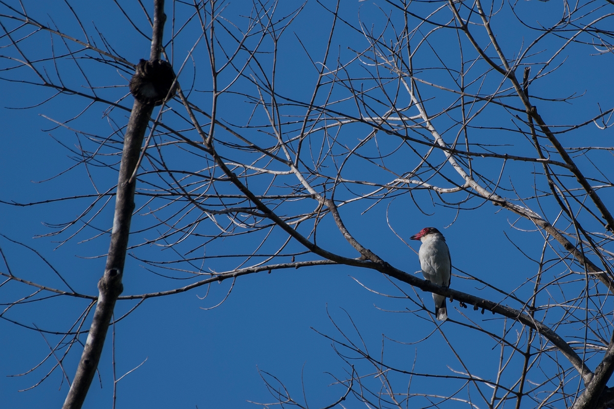 DPPhotography - Costa rica - Masked tityra - B.jpg - Masked tityra - El Remanso, Costa Rica