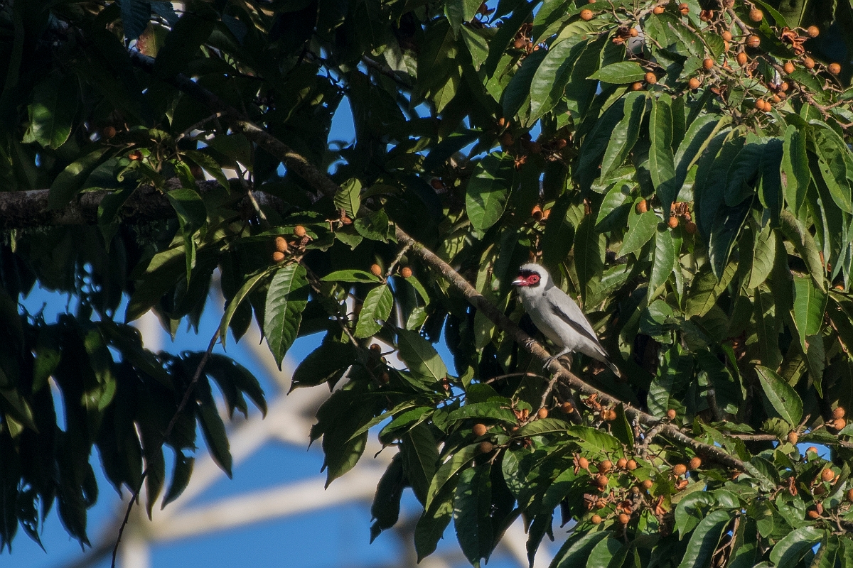 DPPhotography - Costa rica - Masked tityra - F.jpg - Masked tityra - La Selva Biological Station, Costa Rica