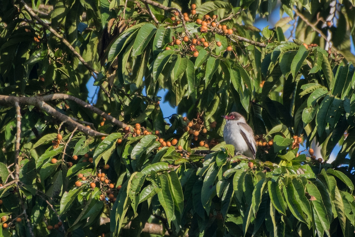DPPhotography - Costa rica - Masked tityra - G.jpg - Masked tityra - La Selva Biological Station, Costa Rica