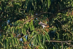 DPPhotography - Costa rica - Masked tityra - C