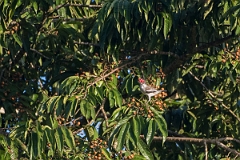DPPhotography - Costa rica - Masked tityra - D
