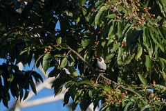 DPPhotography - Costa rica - Masked tityra - E