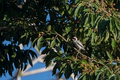 DPPhotography - Costa rica - Masked tityra - F