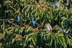 DPPhotography - Costa rica - Masked tityra - G