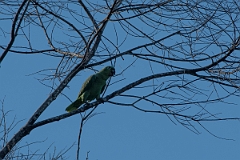 DPPhotography - Costa rica - Mealy parrot - A