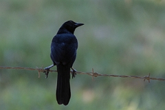 DPPhotography - Costa rica - Melodius blackbird - A