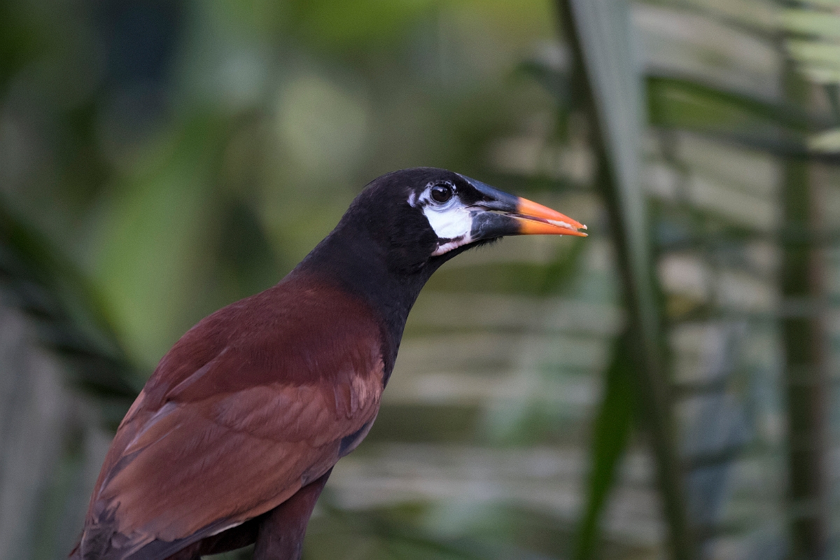 DPPhotography - Costa rica - Montezuma oropendola - B.jpg - Montezuma oropendola - Rancho Naturalista, Costa Rica