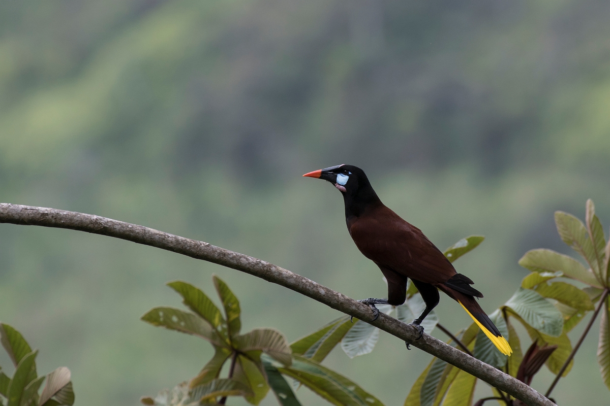 DPPhotography - Costa rica - Montezuma oropendola - G.jpg - Montezuma oropendola - Rancho Naturalista, Costa Rica