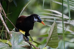 DPPhotography - Costa rica - Montezuma oropendola - A